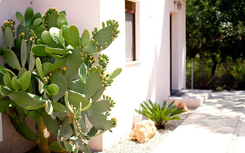 Kaktus an der Sdseite